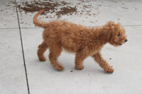 Mini Goldendoodle