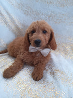 Mini Goldendoodle