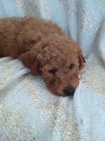 Mini Goldendoodle