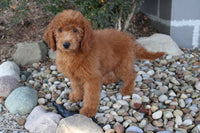 Mini Goldendoodle