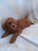 Mini Goldendoodle