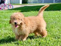 Mini Labradoodle