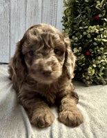 Mini Labradoodle