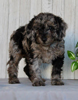 Mini Labradoodle