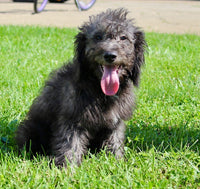 Mini Labradoodle
