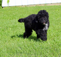 Mini Labradoodle