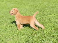 Mini Labradoodle