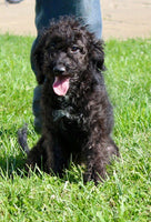 Mini Labradoodle