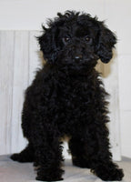 Mini Labradoodle