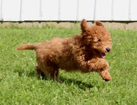 Mini Labradoodle