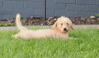 Mini Labradoodle