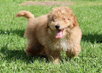 Mini Labradoodle
