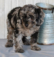 Mini Labradoodle