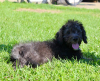 Mini Labradoodle