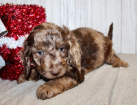 Mini Labradoodle