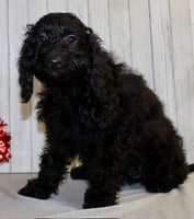 Mini Labradoodle