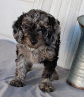 Mini Labradoodle