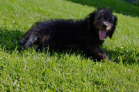 Mini Labradoodle