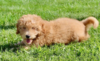 Mini Labradoodle
