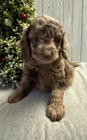 Mini Labradoodle
