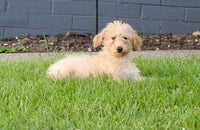 Mini Labradoodle