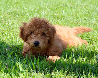 Mini Labradoodle