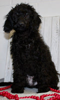Mini Labradoodle