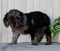 Mini Labradoodle