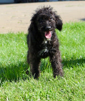 Mini Labradoodle