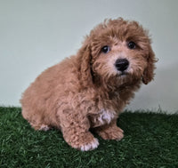 Mini Poodle