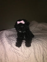Mini Poodle