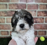Mini Poodle