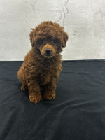 Mini Poodle