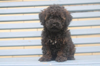 Mini Poodle