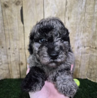 Mini Poodle