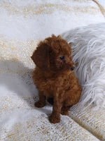 Mini Poodle