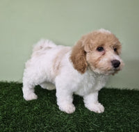 Mini Poodle