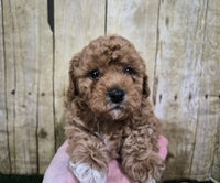 Nova Female Mini Poodle $850