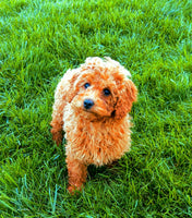 Mini Poodle