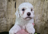 Mini Poodle
