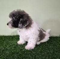 Mini Poodle