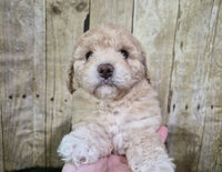  Mini Poodle