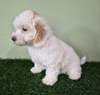 Mini Poodle