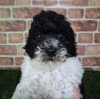 Mini Poodle