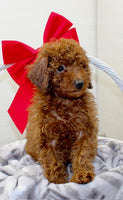 Mini Poodle