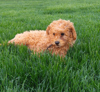 Mini Poodle