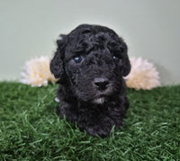 Mini Poodle