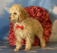 Mini Poodle