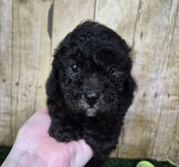 Mini Poodle