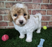 Mini Poodle